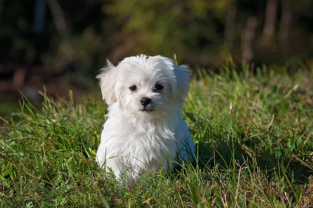 Very cute puppy