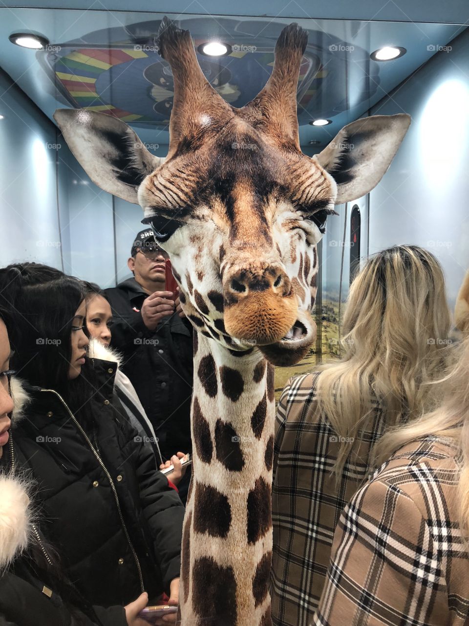 Are you having a giraffe 