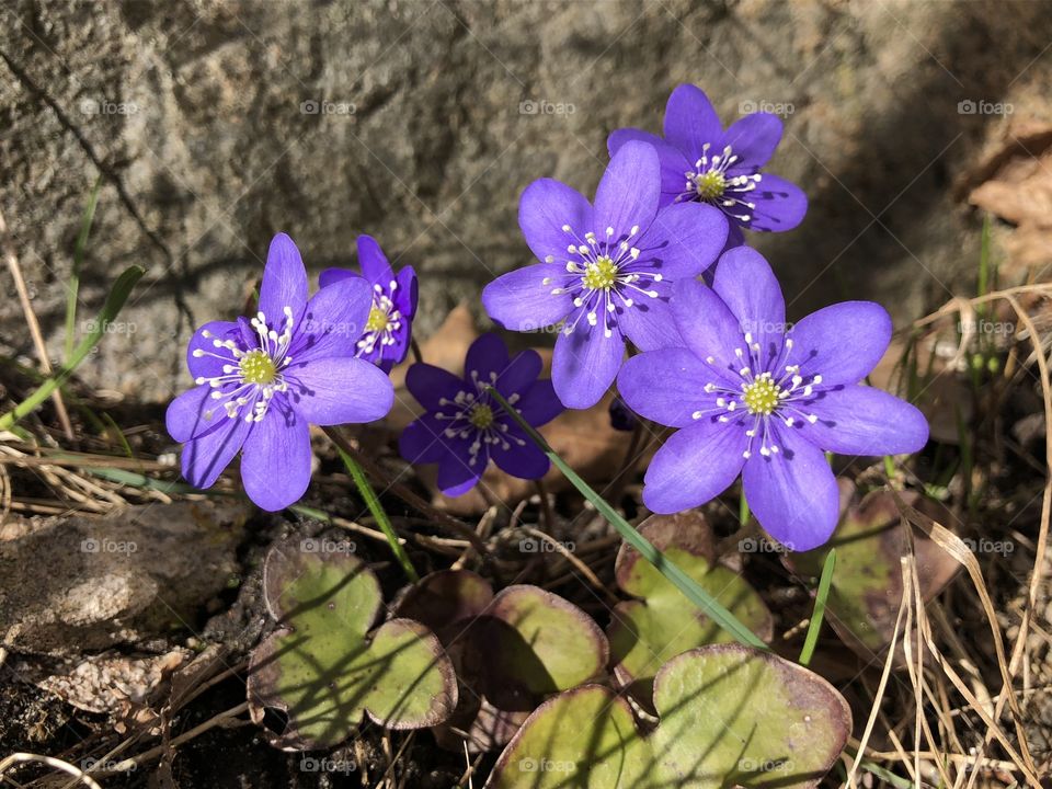 Anemone Hepatica