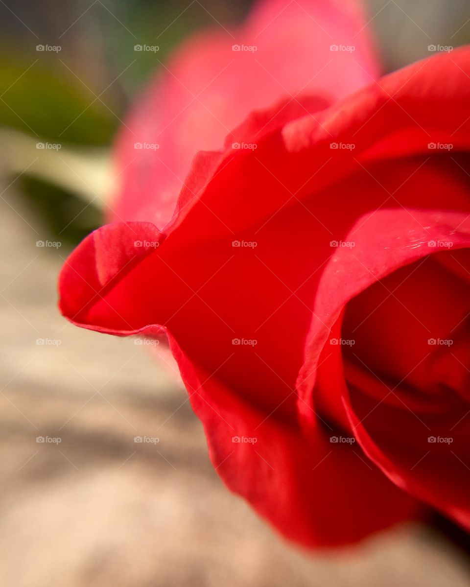 Red rose 