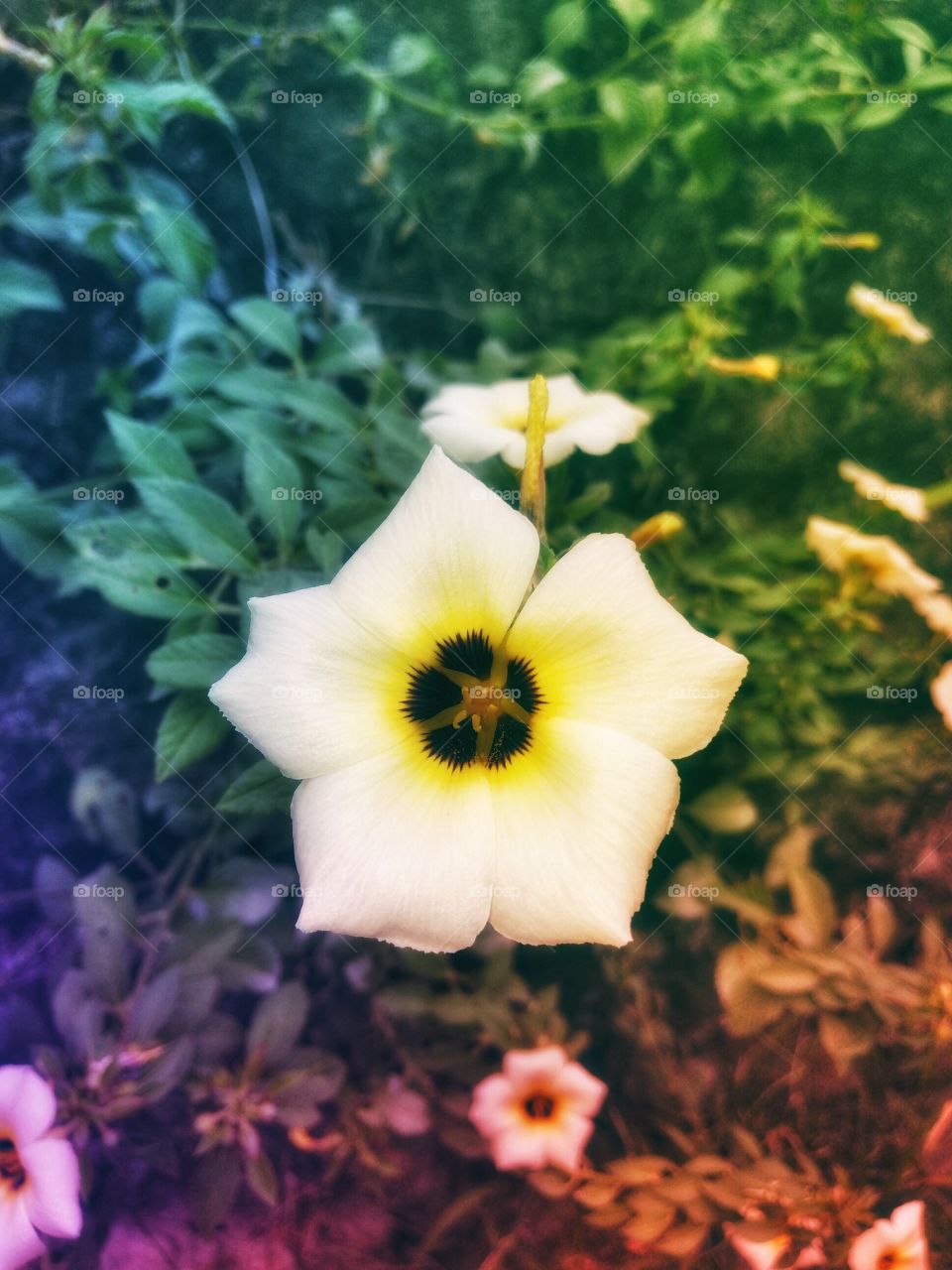 one pretty flower grows in the garden