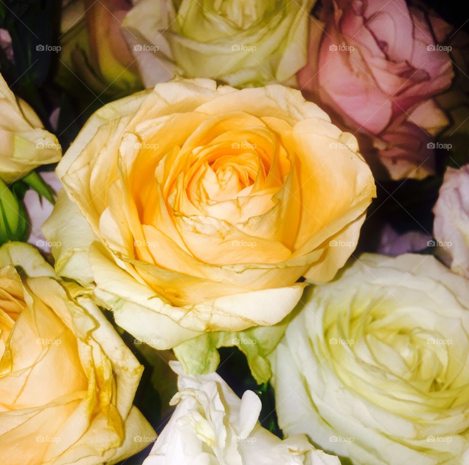 High angle view of roses