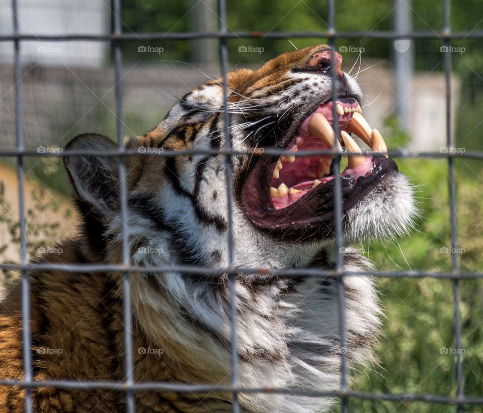 Tiger teeth. Tiger with his head in the air showing all of his teeth