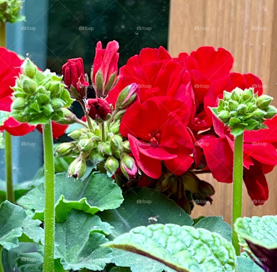 Red Geranium Pelargonium