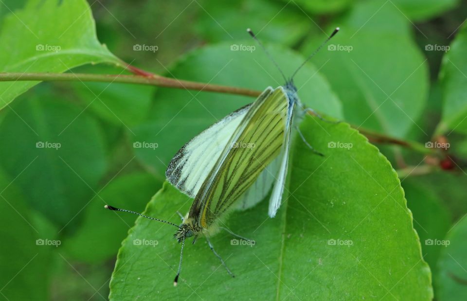 Butterflies