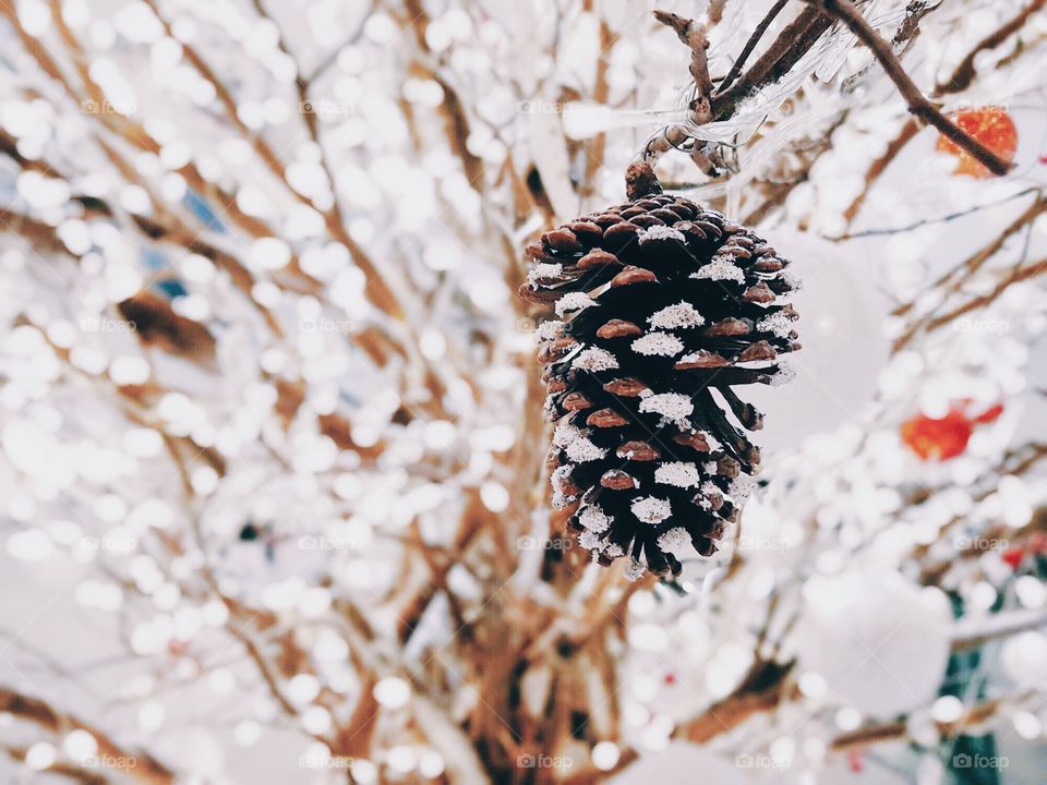 Winter, Frost, No Person, Nature, Snow