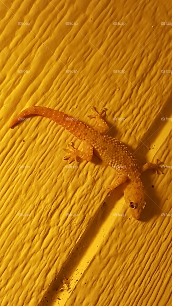 gecko