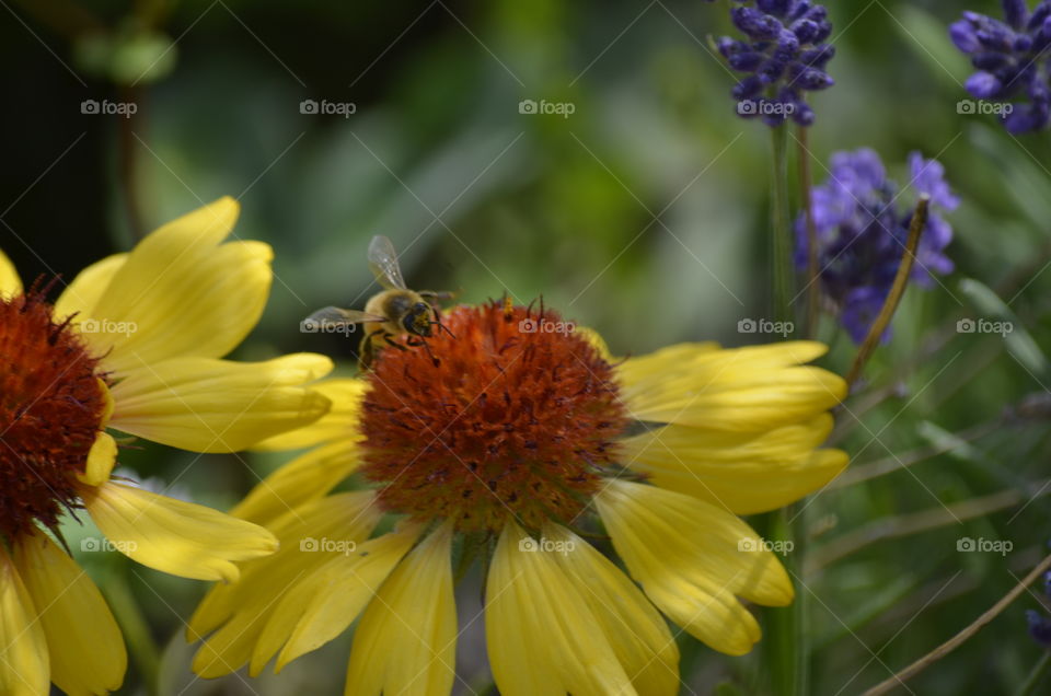 Coneflower and Bees