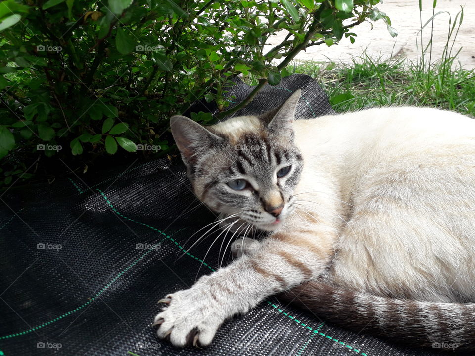 my cat in the garden