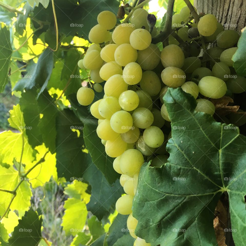 Muscat grapes from my home garden 