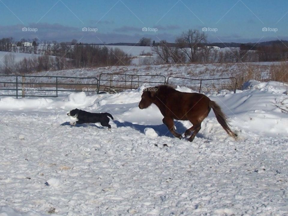 Pony chasing dog. The pony "Brownie" chasing Queen the border collie