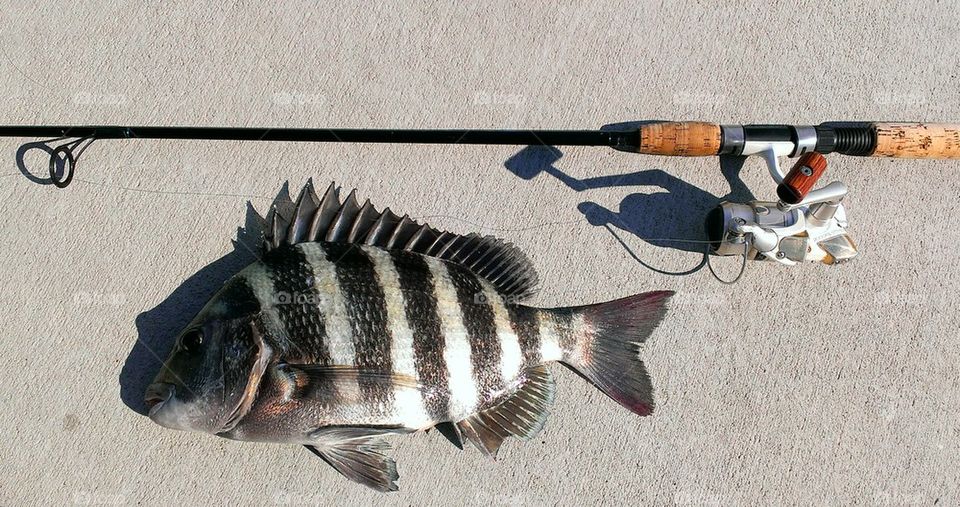 shem creek sheepshead