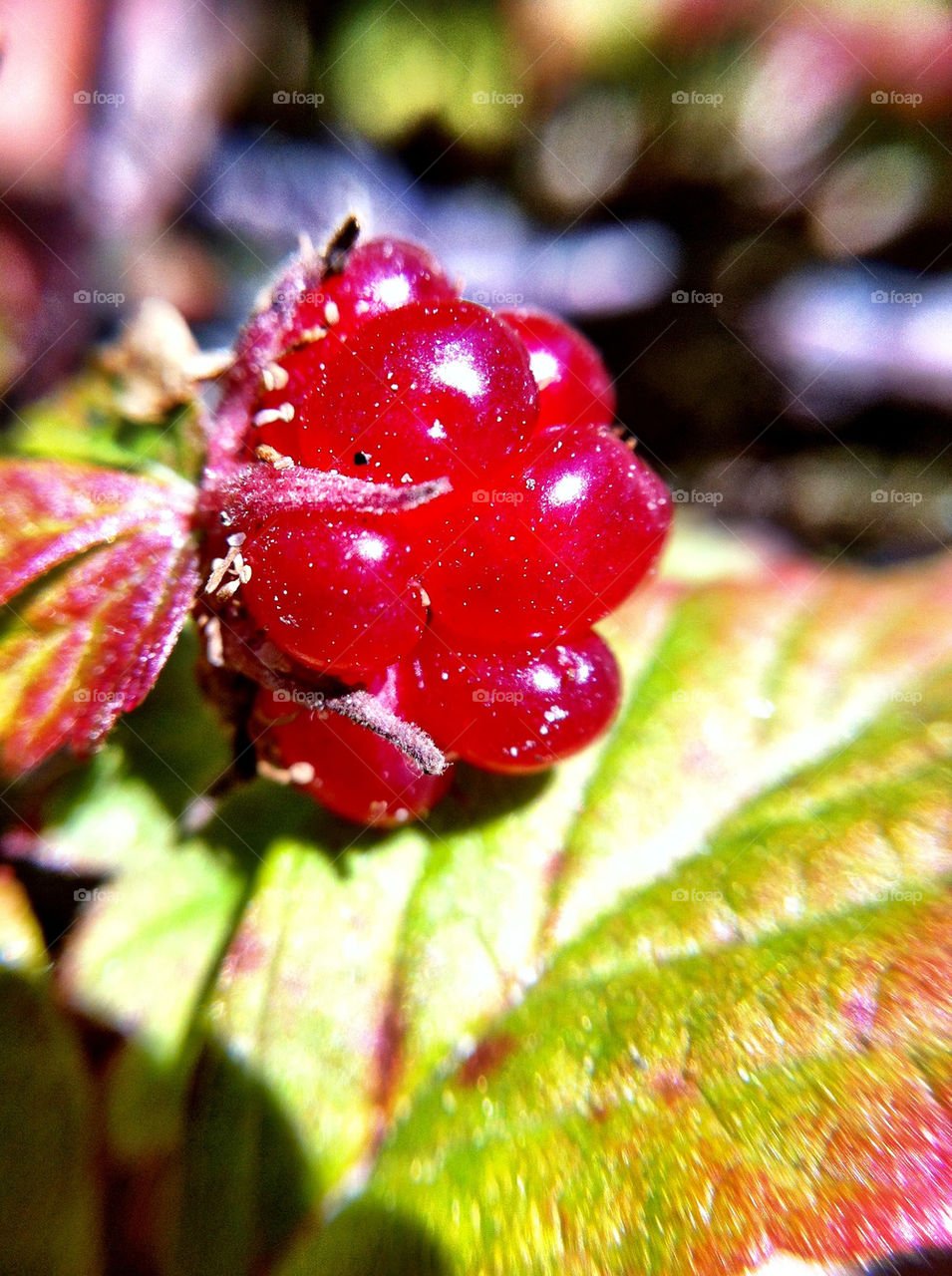 sommar närbild åkerbär by ka71