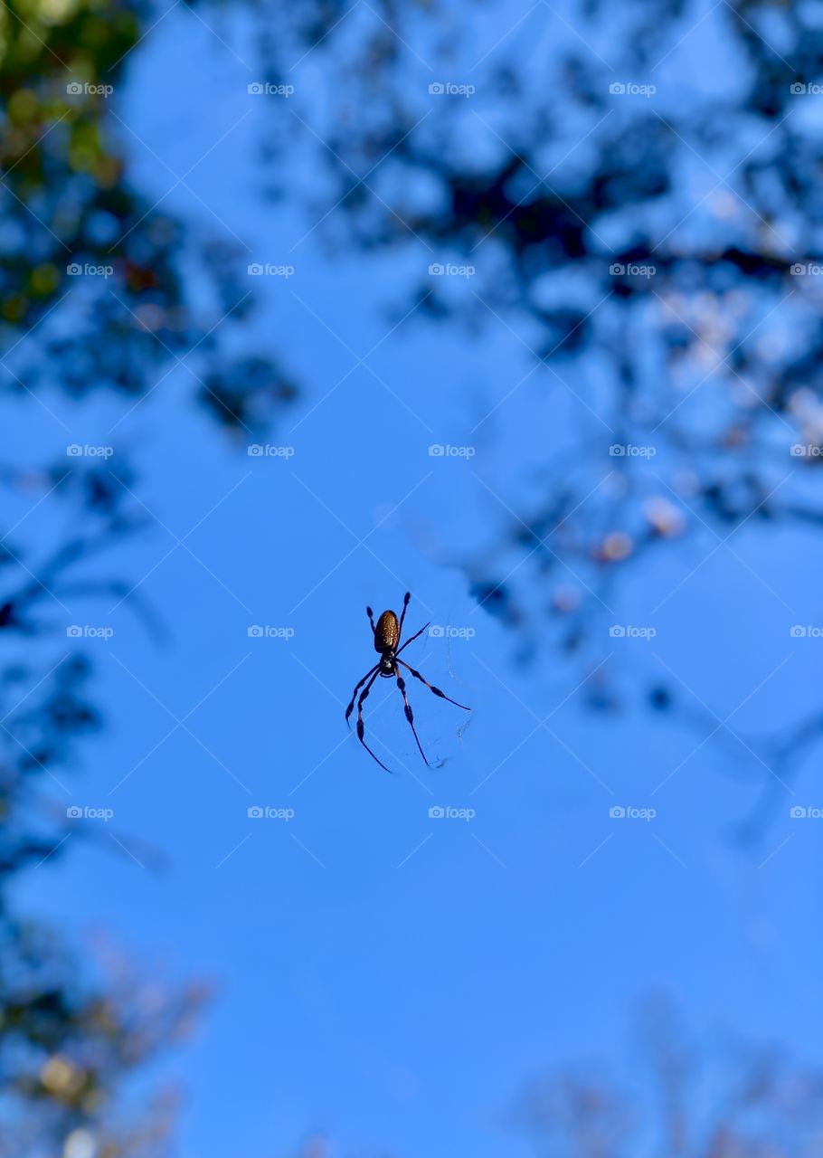 Banana spider hanging from trees