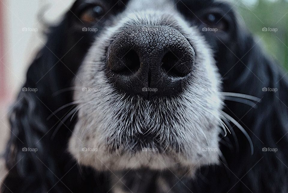 Nose, the best nose in the world 