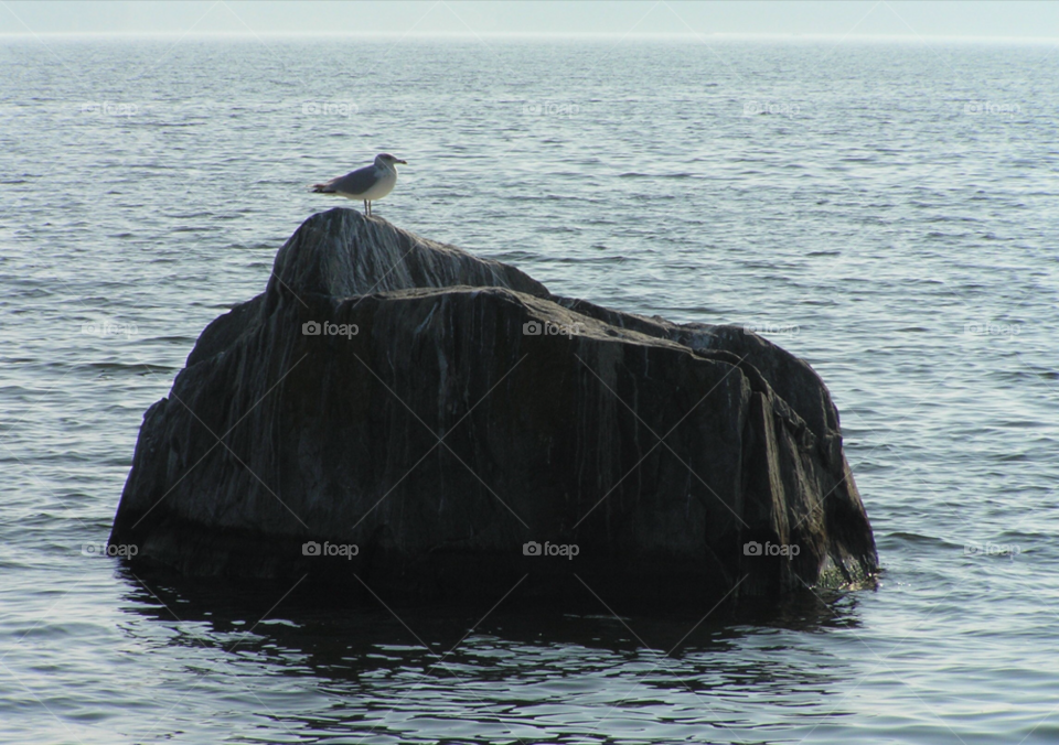 kungsängen water sea stone by MagnusPm