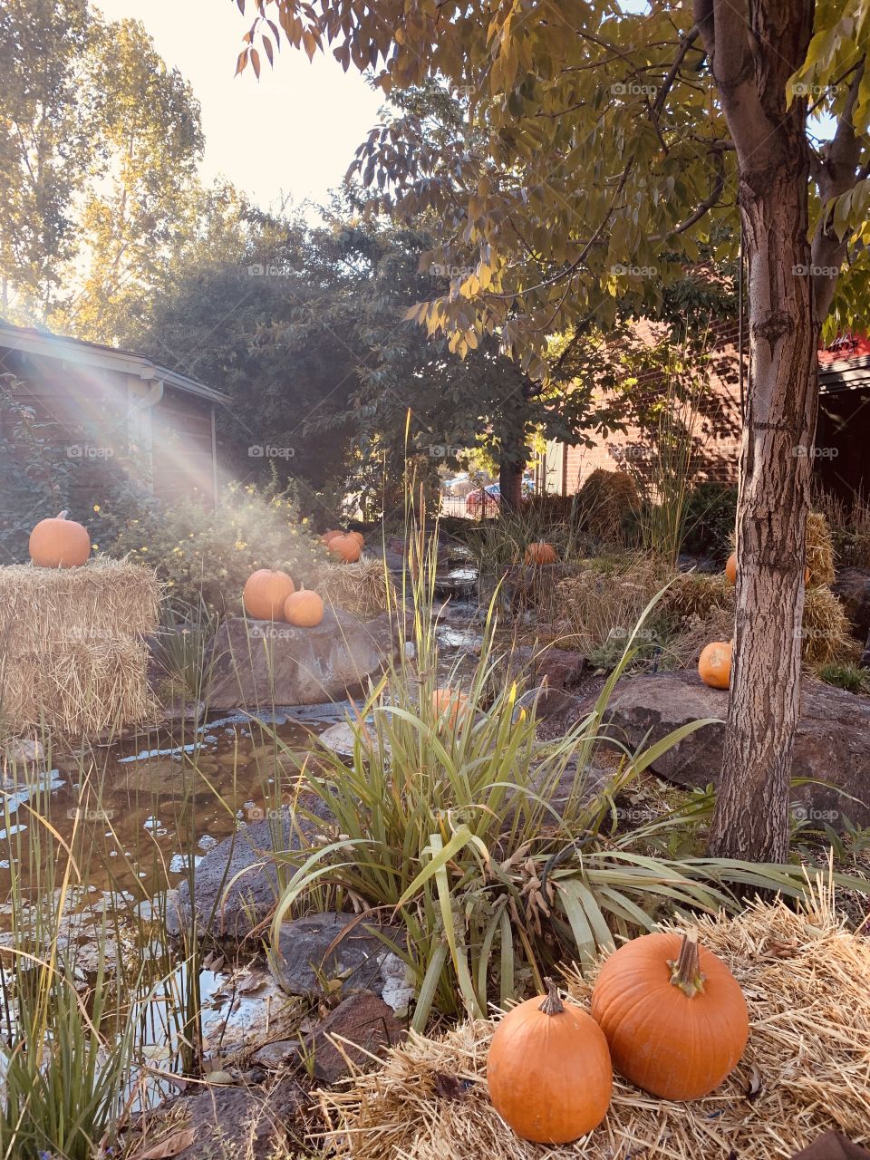 A beautiful autumn evening by the pond with pumpkins, trees and light shining through.