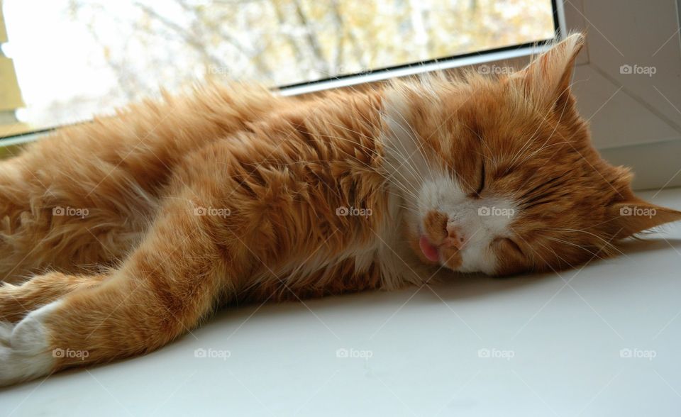 ginger cat pet funny portrait sleeping home