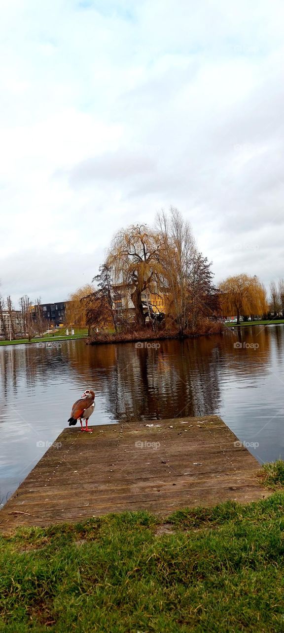 Autumn 🍂 Duck 🦆