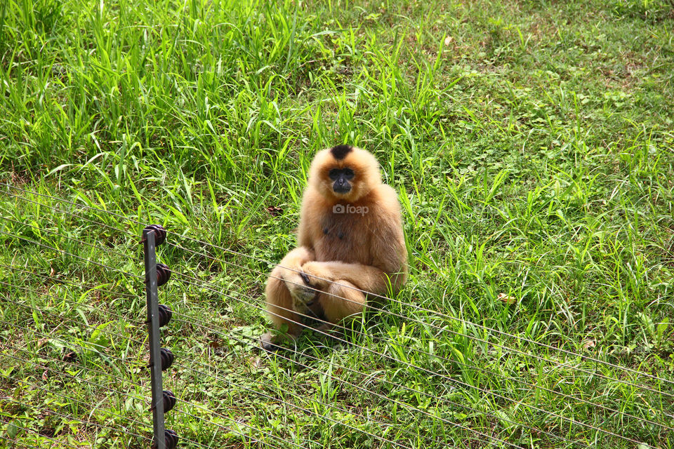 monkey just sitting there watching the people...