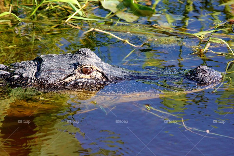 Florida Gator. Lake Apopka Alligator