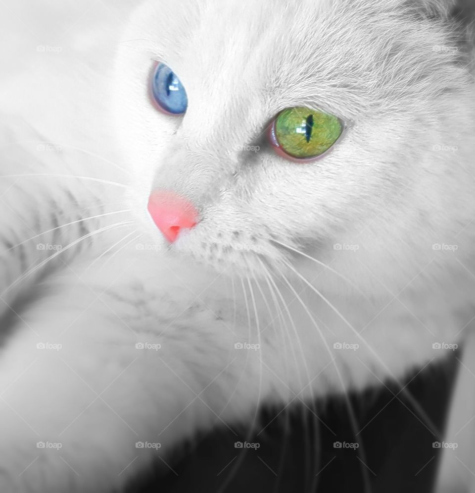 Beautiful white cat with such unique eyes.