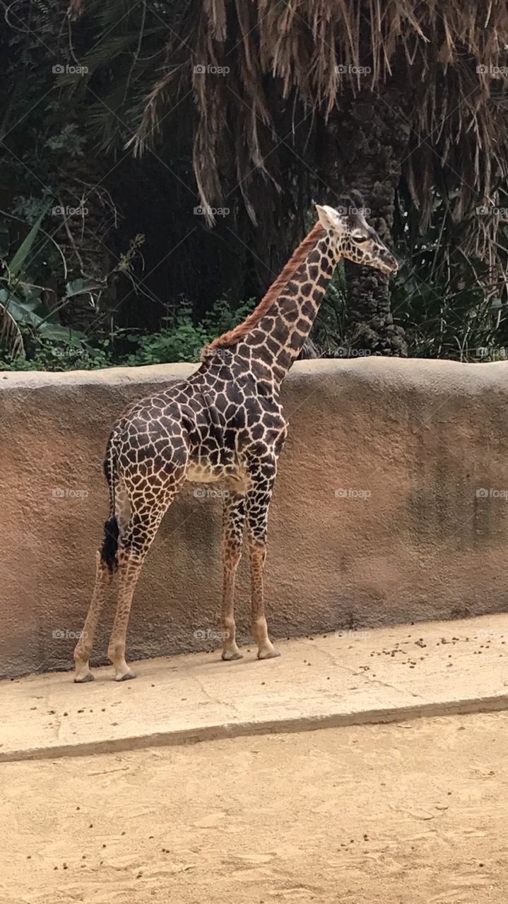 The Beauty of LA Zoo