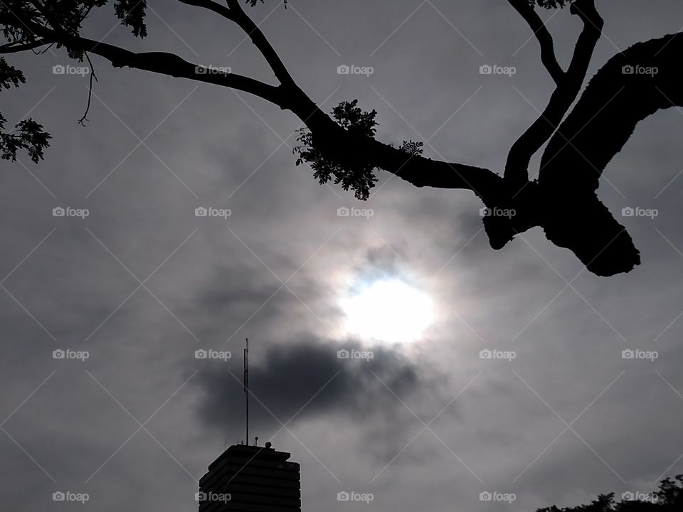 Silhouette, Tree, Sky, Sunset, Sun