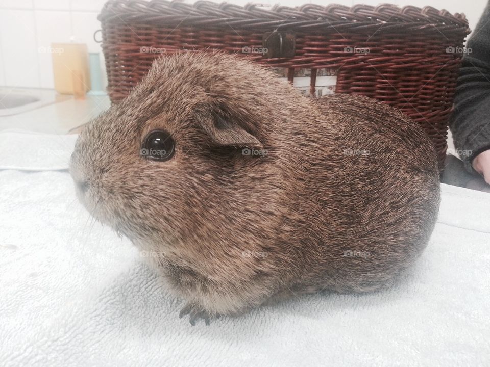AJ. Our Guinea Pig visiting the VET