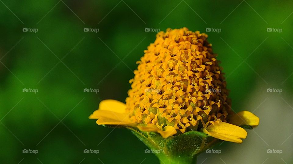 orange flower small size