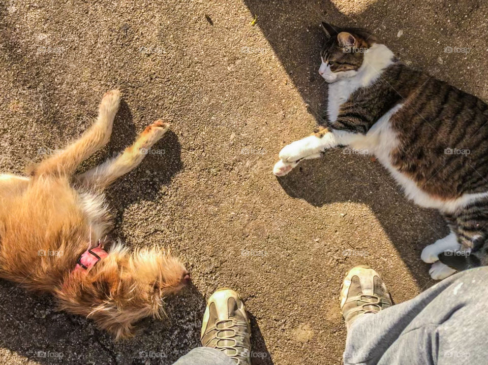 Taking a break to relax in the sun with the cat and dog, a view from a persons’s perspective as they look down towards their feet, where a cat and dog lie snoozing in the sun