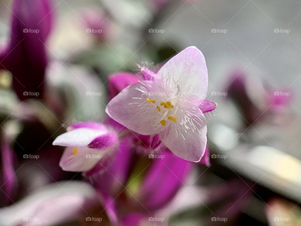 Macro photo of tradescantia nanouk flower blossoms. 