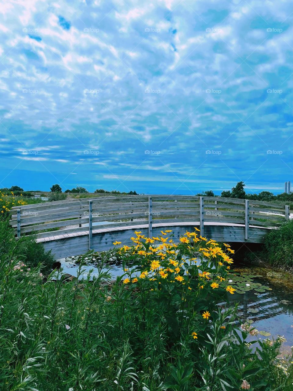 Bridge over stream in a meadow 