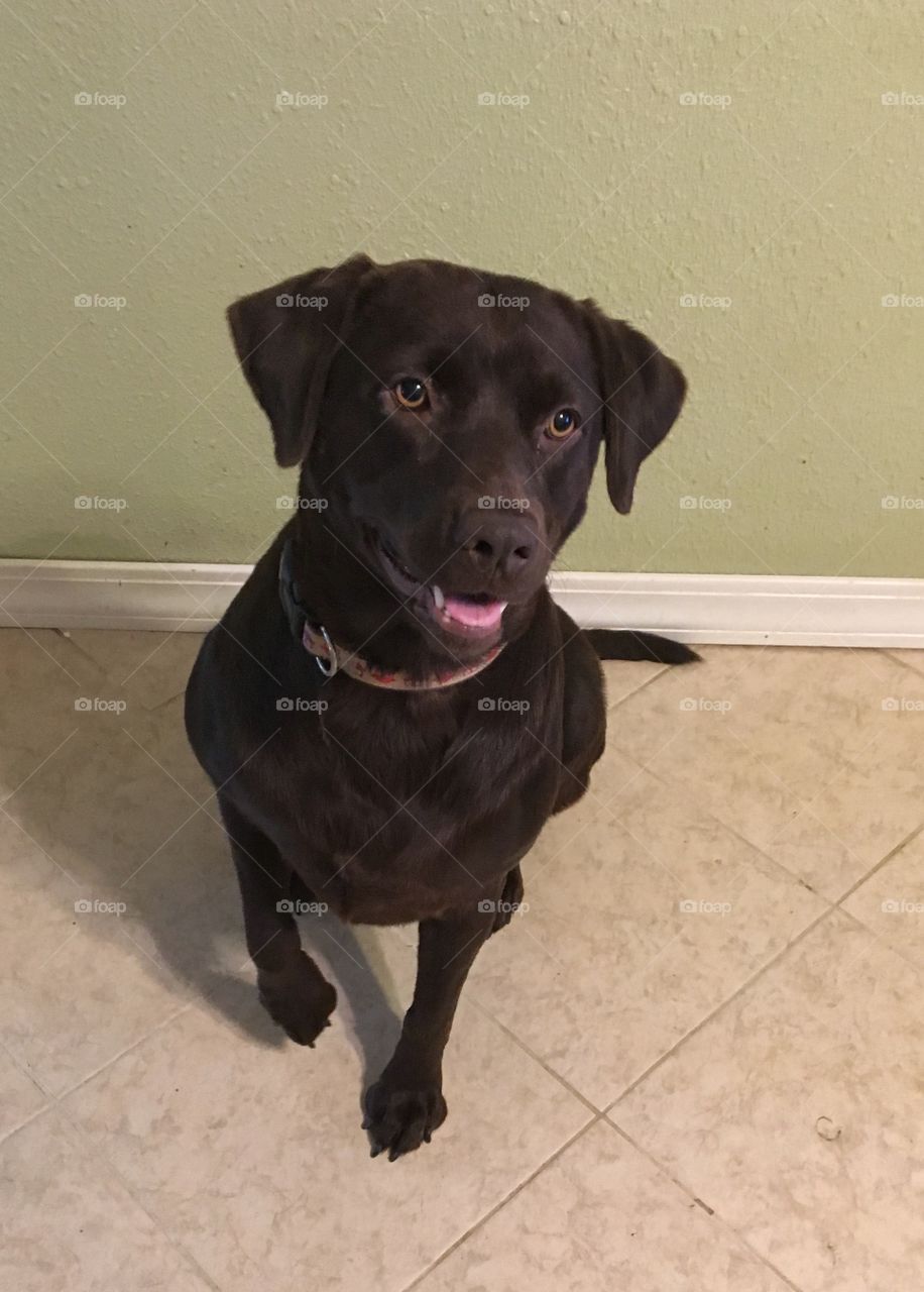 Lucy the chocolate Labrador Retriever loves to smile and give kisses.
