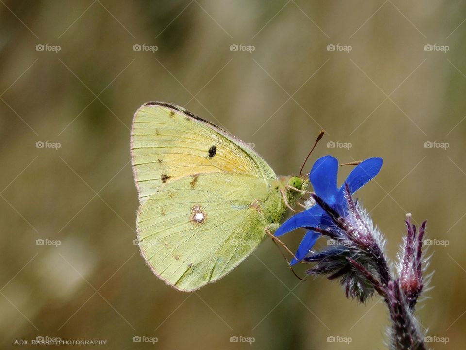 papillon - butterfly