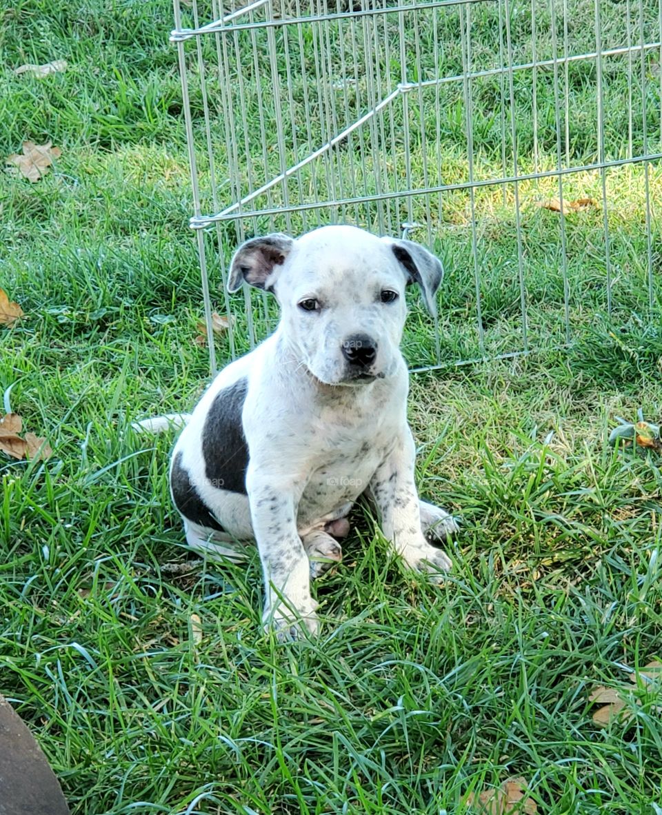 adorable spotted puppy sitting in grass