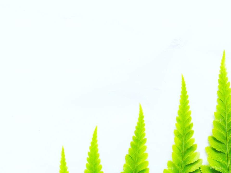 Leaf fresh with green color with white background