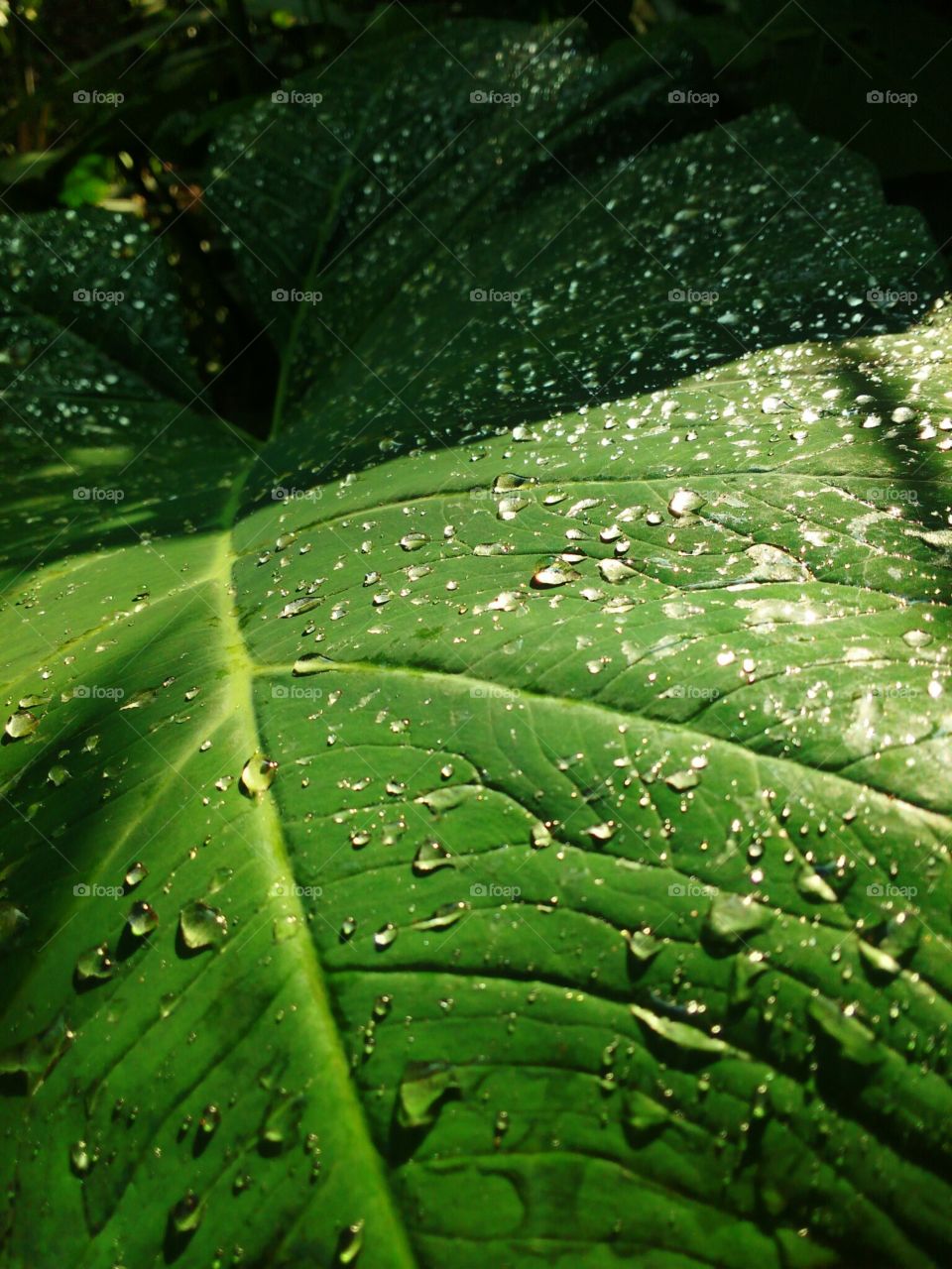 leaf with water
