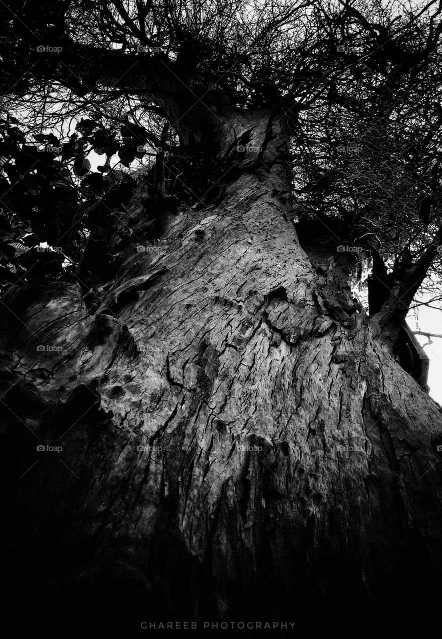 old tree in black and white !