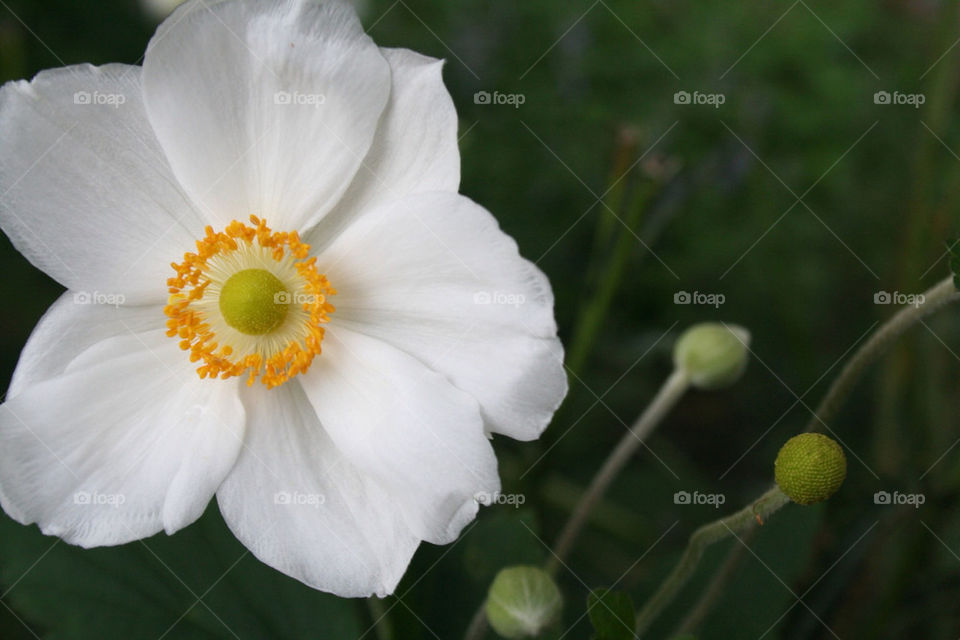 White flower