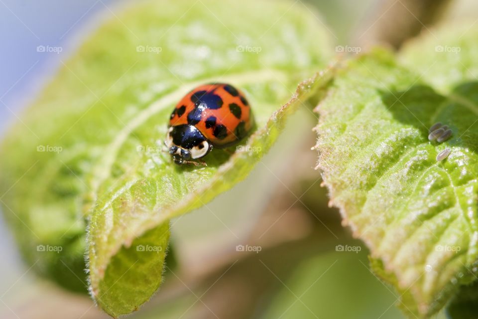 Ladybug on leaf