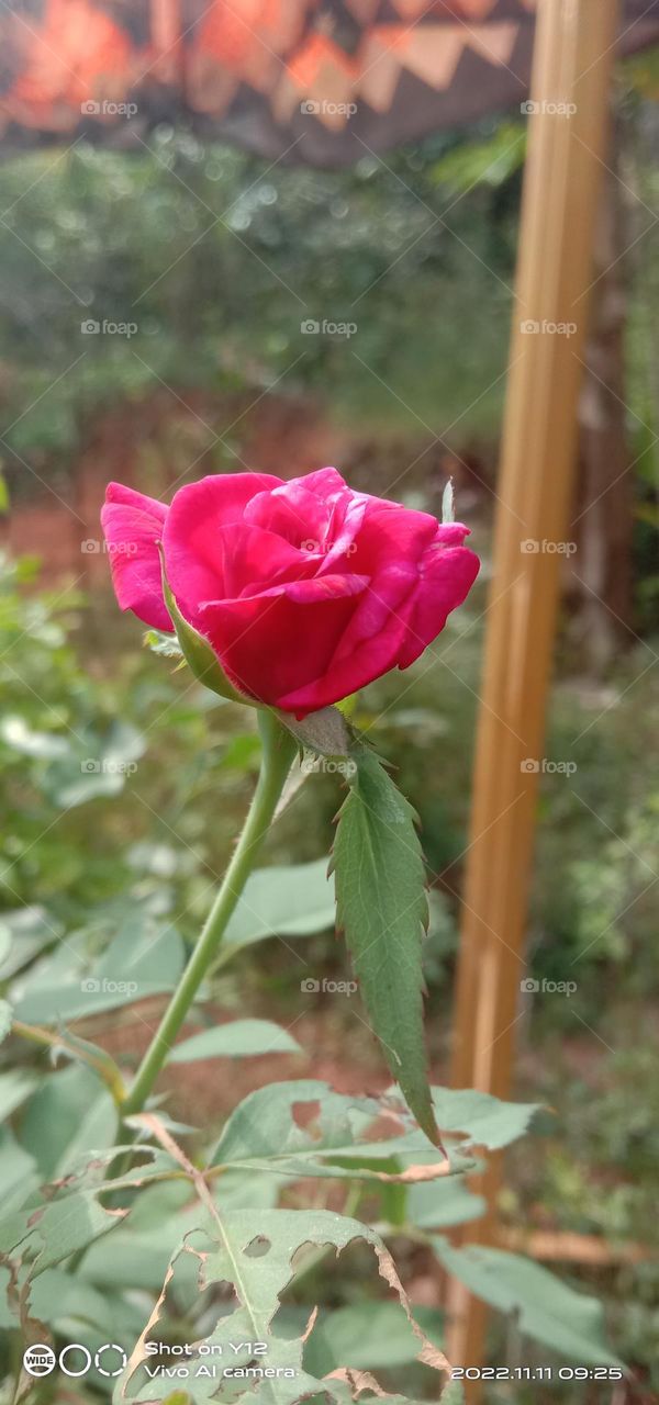 a beautiful rose flower in the garden ,🌹