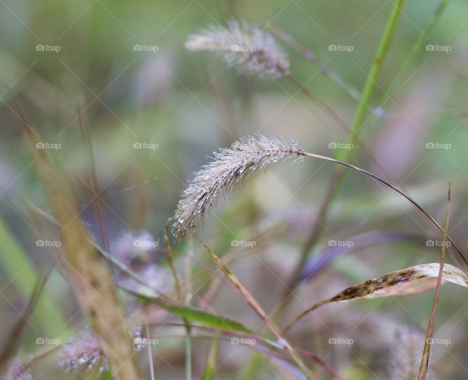 The other morning was cold with a misty rain; showing autumn is here. It’s so beautiful how the little rain drops collected across a field of Fountain grass. The sparkles the lighting created were magical.