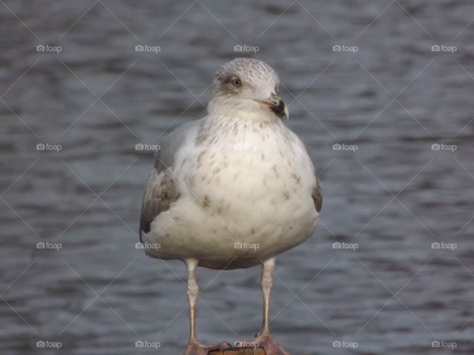 nature water bird seagull by mrm