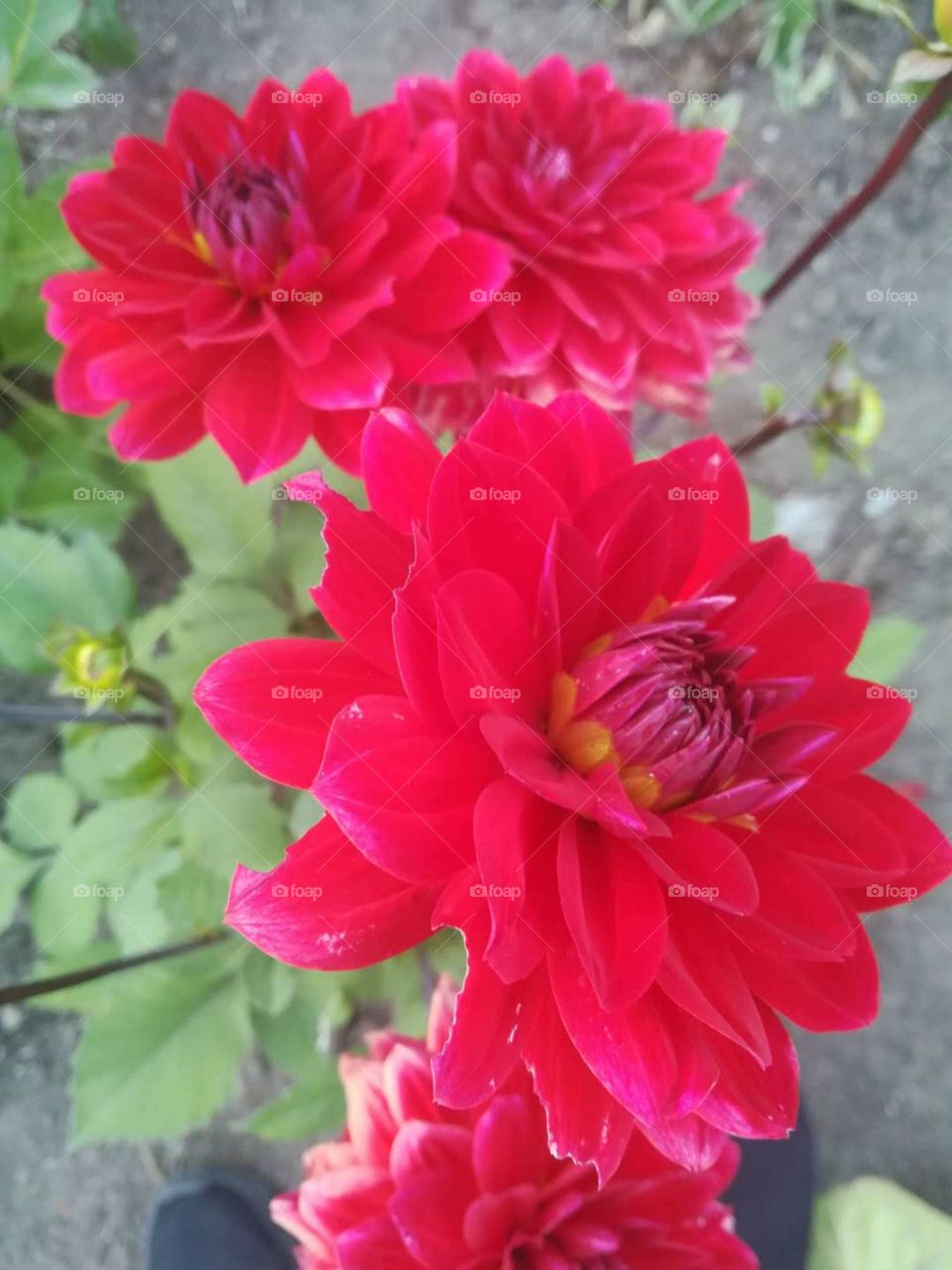 Beautiful flowers