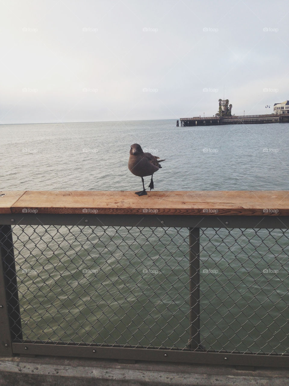 SEAGULL BY BAY