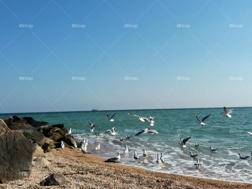 birds near the sea