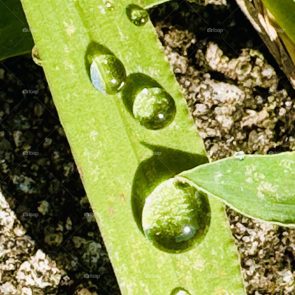 Rain Drops on Grass