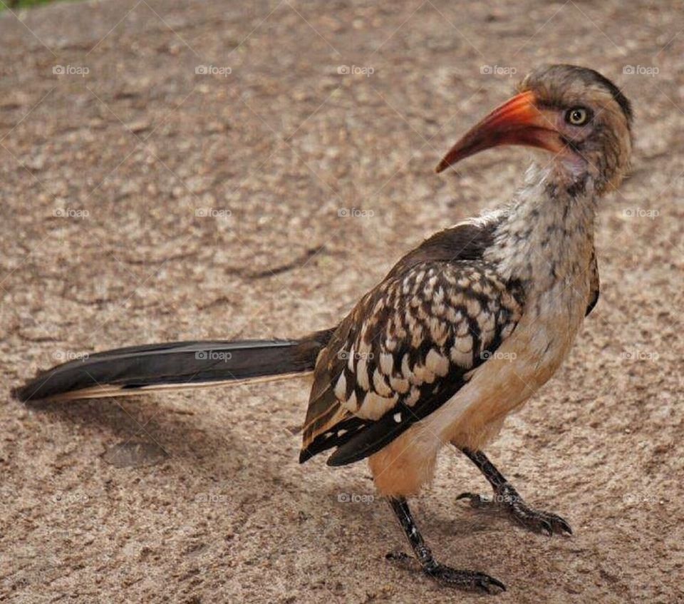 Bird life in South Africa