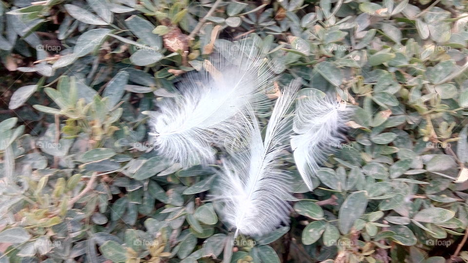 small white feathers on plants
